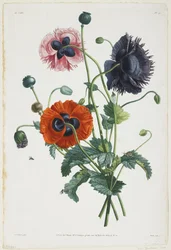 Étude de trois types de pavots, 1805